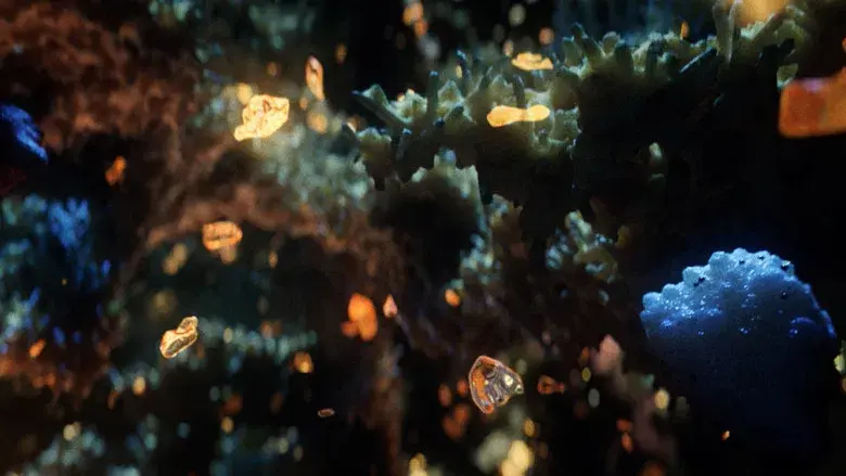 Diamantes en bruto - Fondo