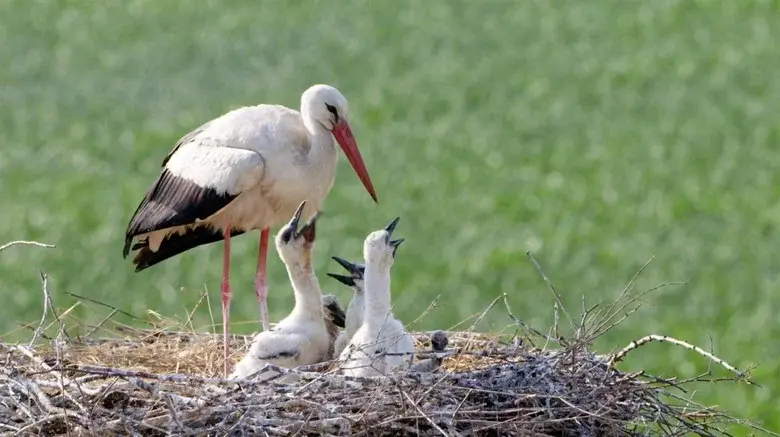 Ptačí rodinky - Fondo