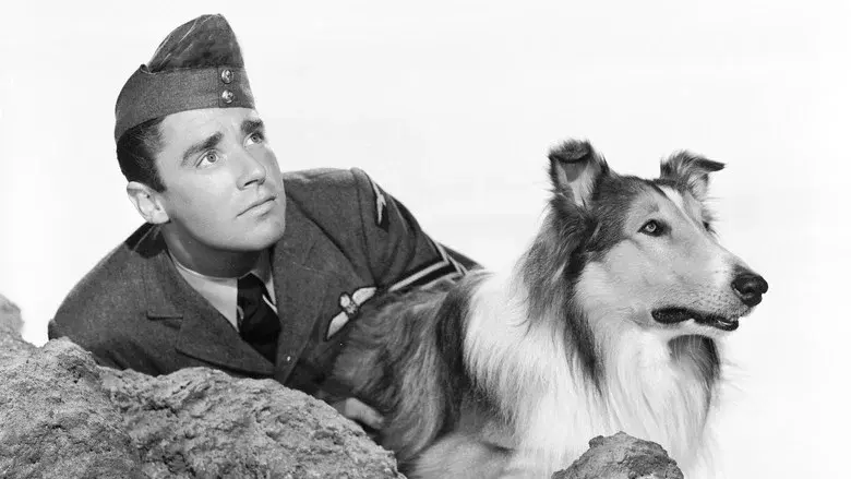 El cachorro de Lassie - Fondo