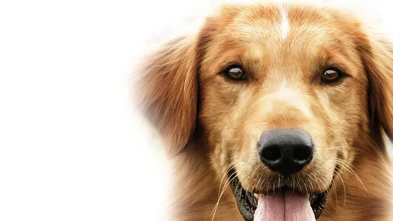 Tu mejor amigo - Fondo