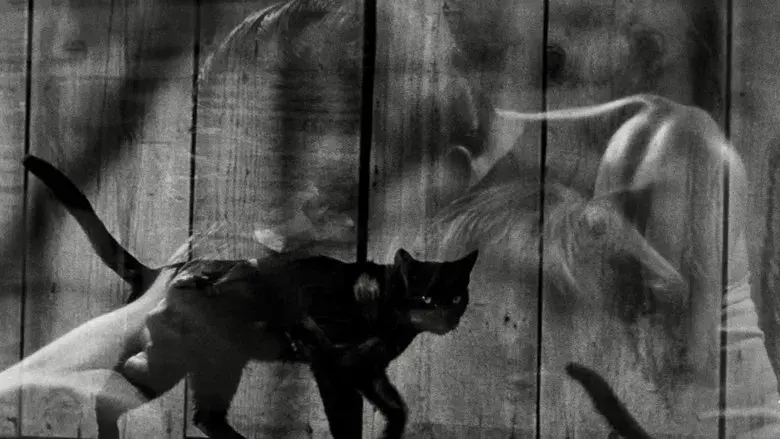 La gata negra - Fondo