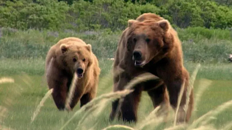 Grizzly Man - Fondo