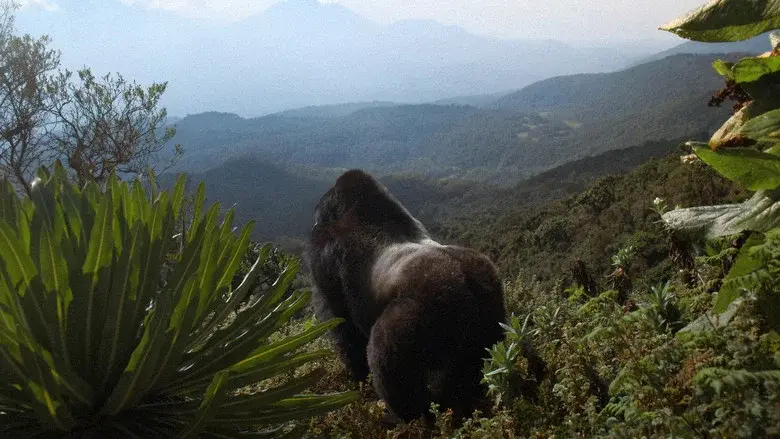 Una historia de gorilas contada por David Attenborough - Fondo