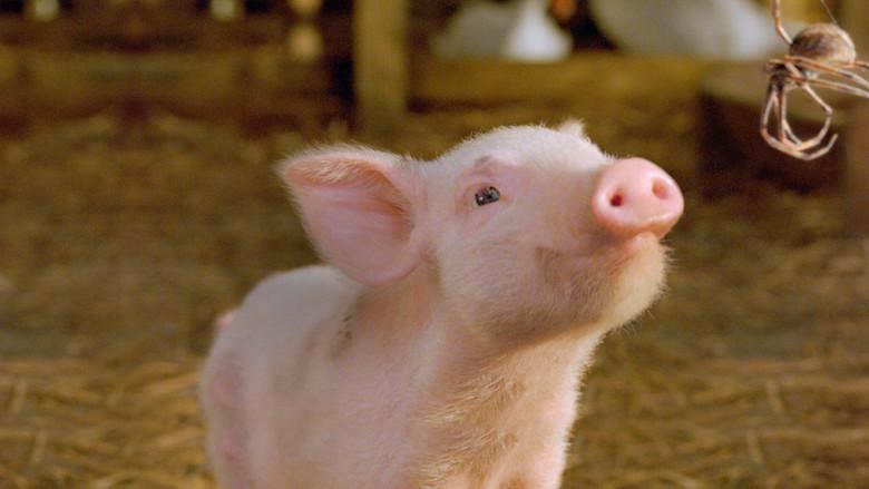 La telaraña de Carlota - Fondo