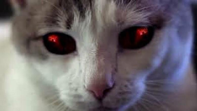 Hell's Kitty - Fondo