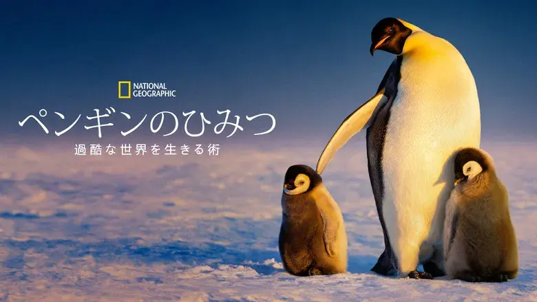 Los secretos de los pingüinos - Fondo