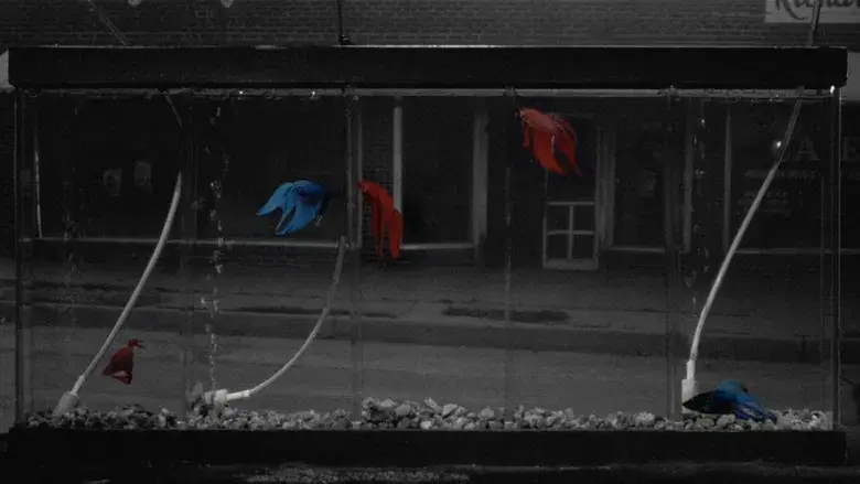 La ley de la calle - Fondo