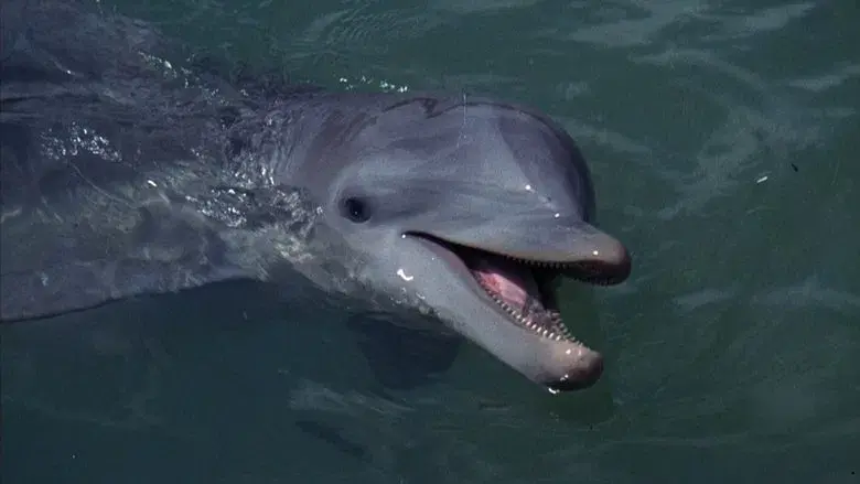 Flipper - Fondo