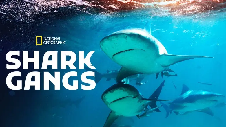 Shark Gangs - Fondo