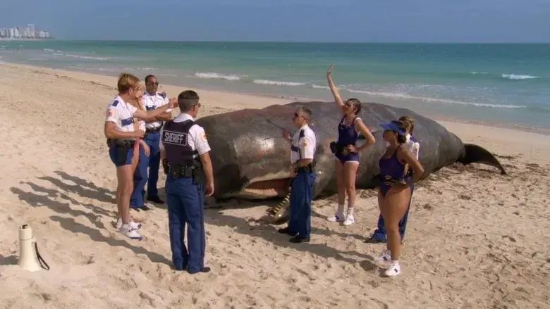 ¡Maderos 091! - Fondo