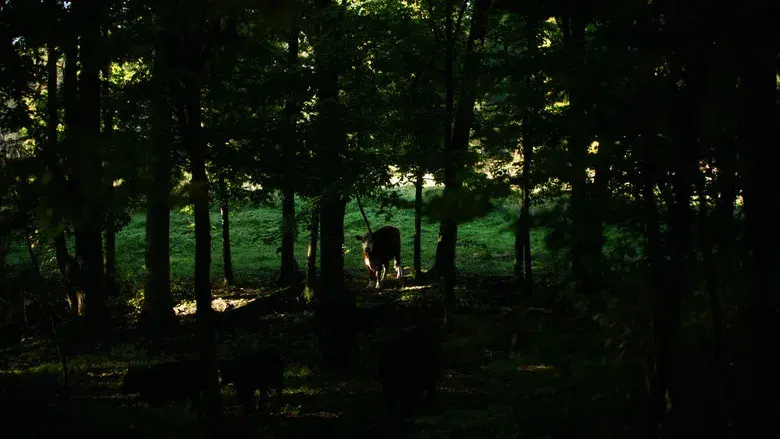 The Human Hibernation - Fondo