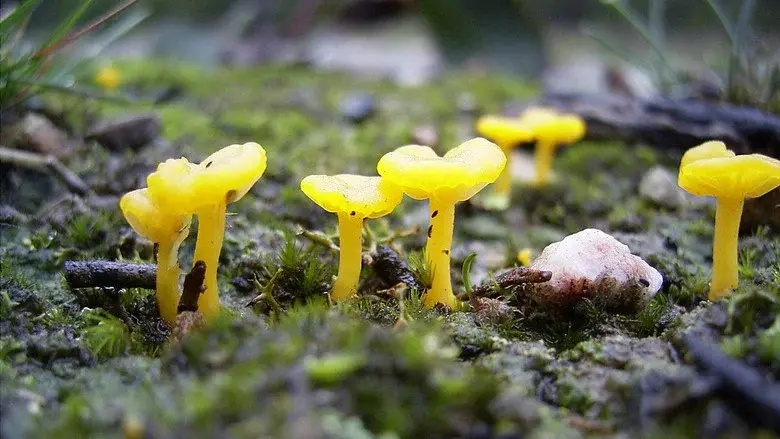 Nature Is Speaking - Fondo