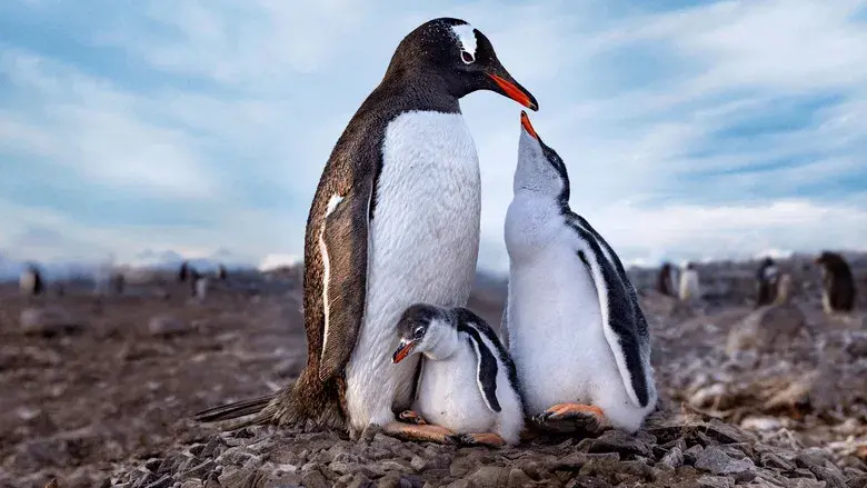 Los secretos de los pingüinos - Fondo