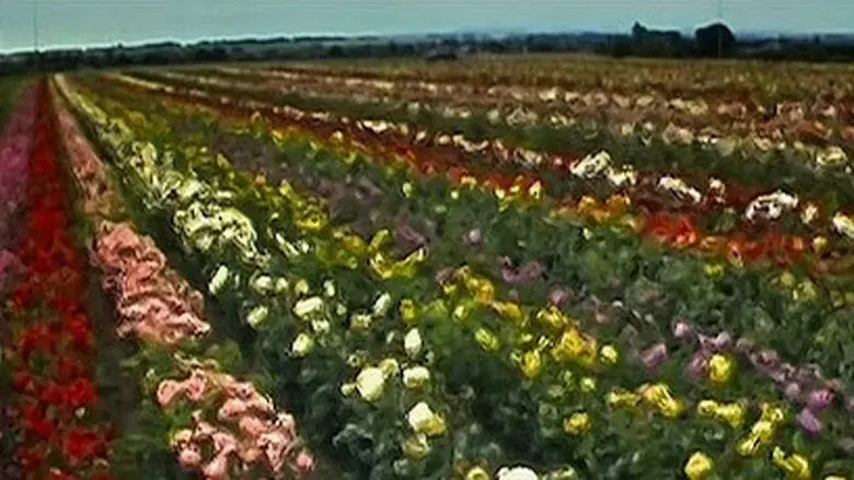 28 días después - Fondo