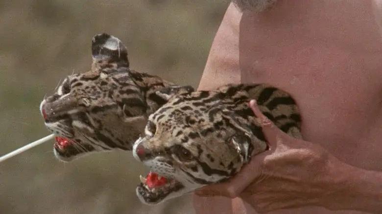 La montaña sagrada - Fondo