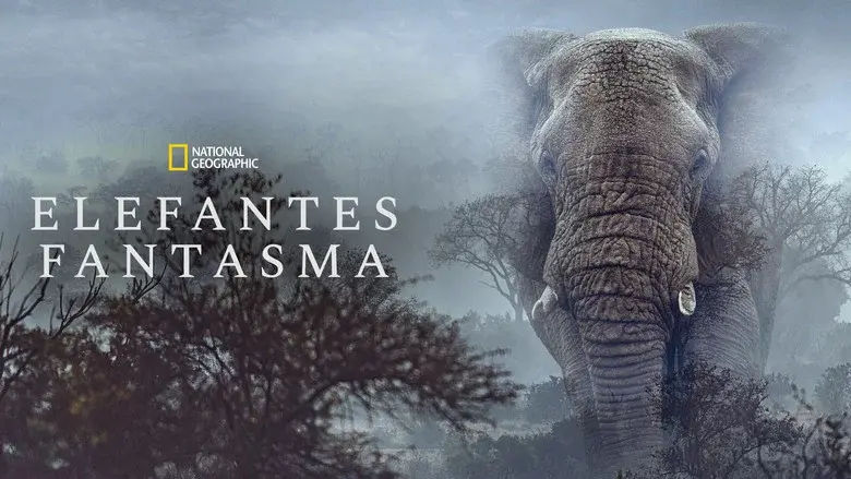 Los elefantes fantasma de Angola - Fondo