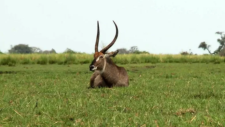 Africká abeceda - Fondo