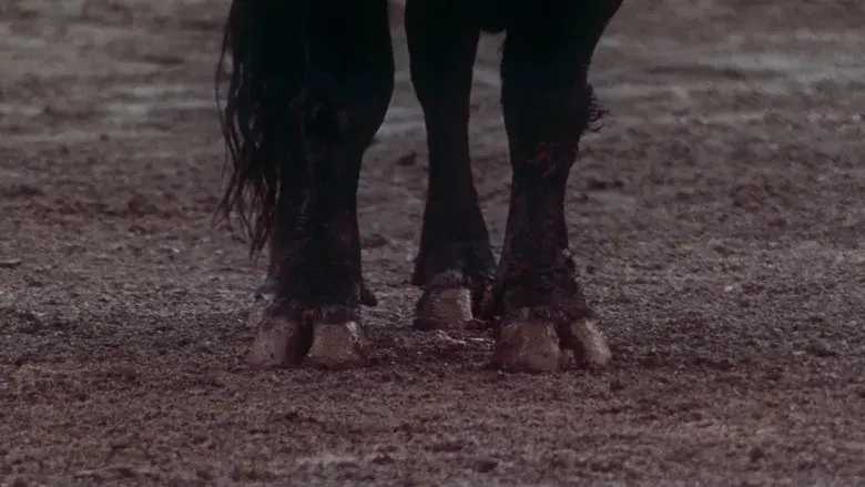 Tardes de soledad - Fondo