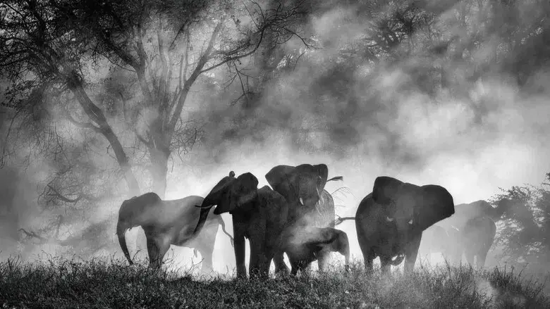 Los elefantes fantasma de Angola - Fondo