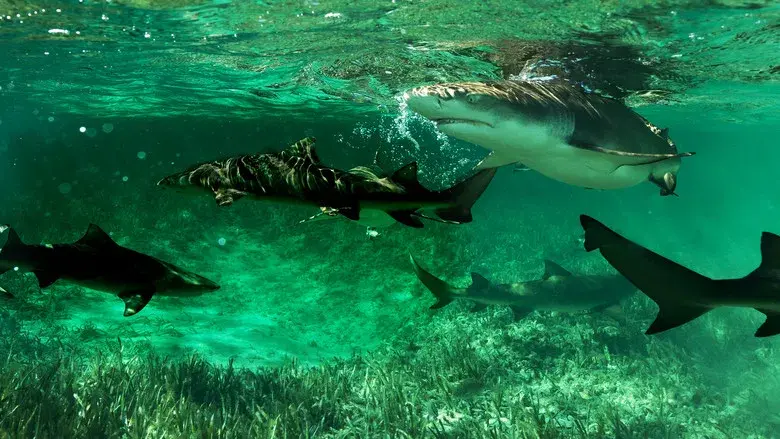 Shark Gangs - Fondo