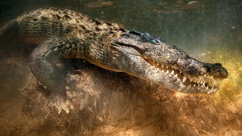 The Croc That Ate Jaws - Fondo