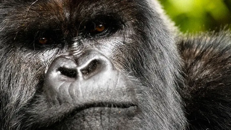 Una historia de gorilas contada por David Attenborough - Fondo