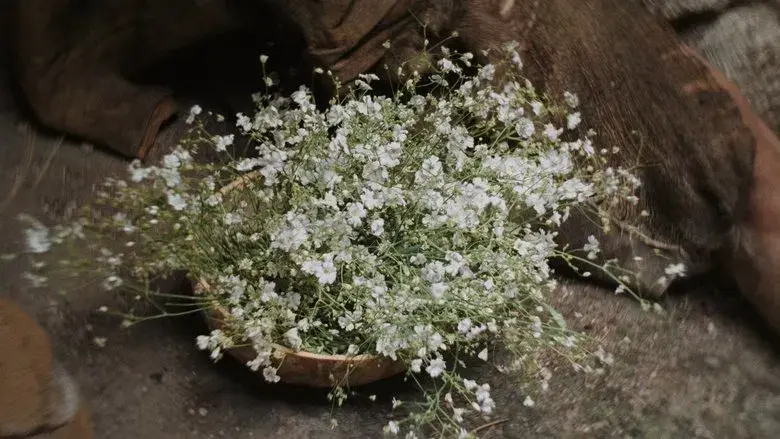 Materialistas - Fondo