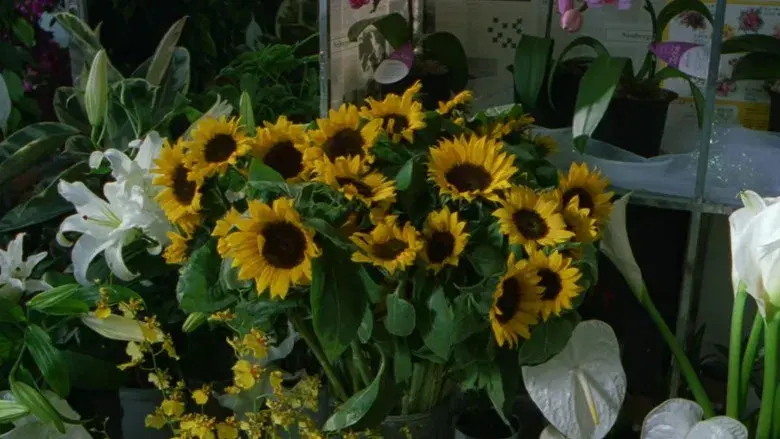 Hana-Bi: Flores de fuego - Fondo