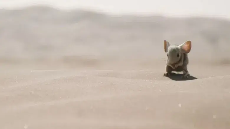 Dune: Parte dos - Fondo