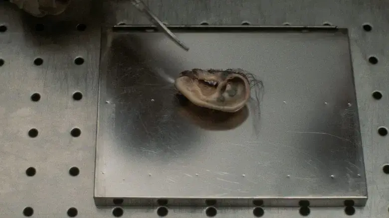 Terciopelo azul - Fondo