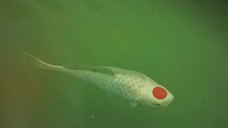 Allmen und das Geheimnis des Koi - Fondo