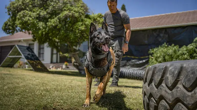 En busca de venganza 2: Ciudad de los lobos - Fondo