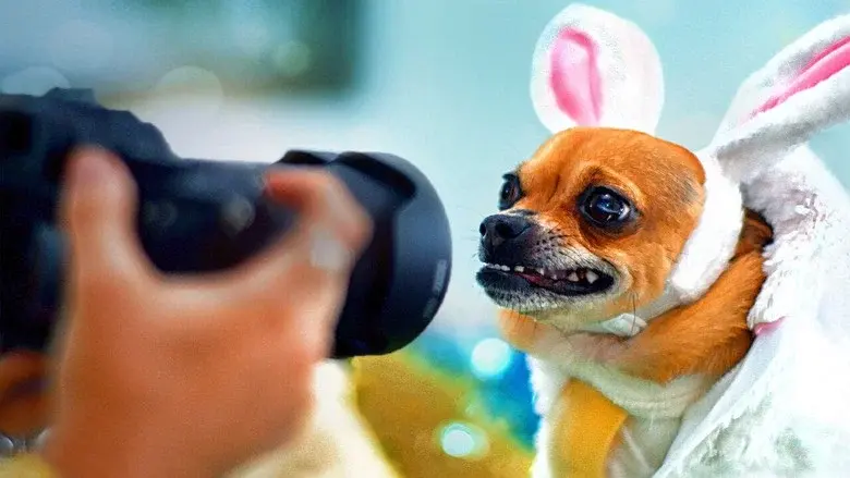 Mascotas estrellas - Fondo