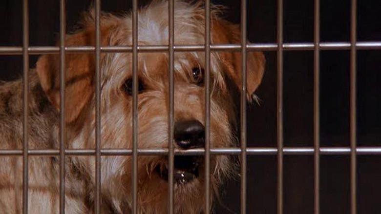 Mi amigo Fluke - Fondo