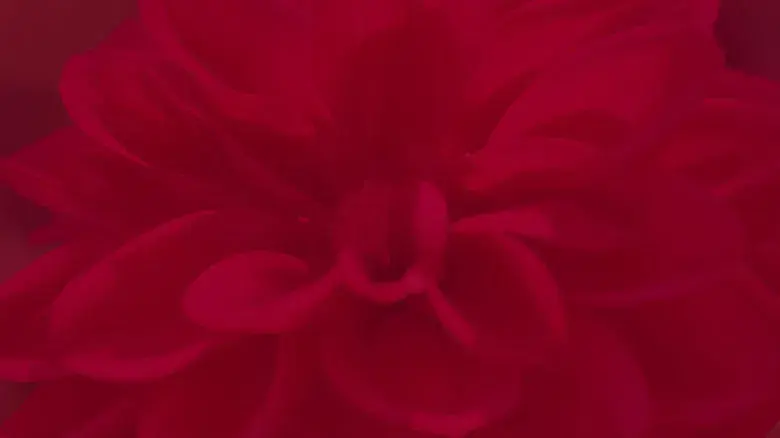 La zona de interés - Fondo