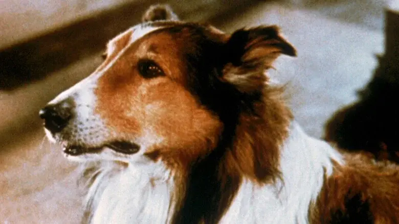 Lassie: Las colinas pintadas - Fondo