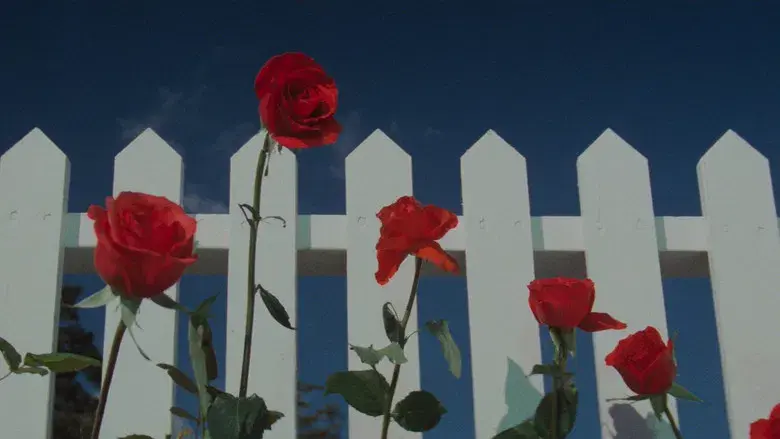 Terciopelo azul - Fondo