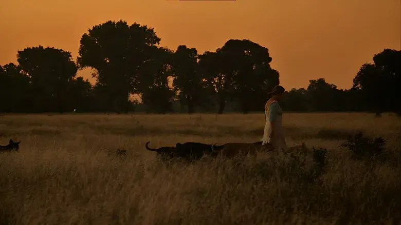 La mujer de los perros - Fondo