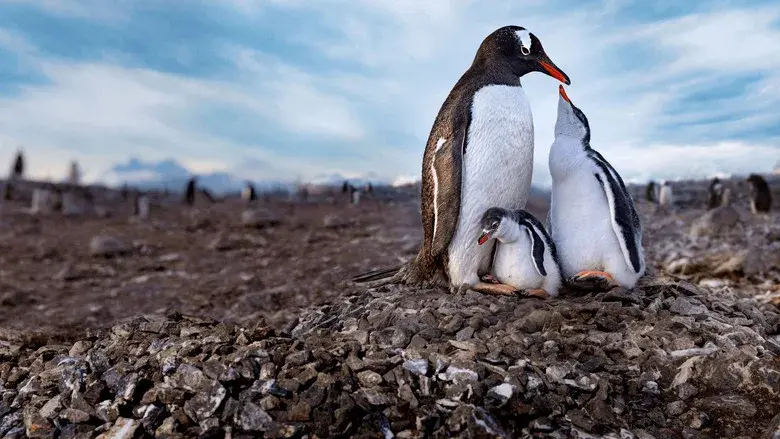 Los secretos de los pingüinos - Fondo