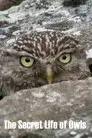 The Secret Life of Owls