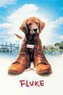 Mi amigo Fluke