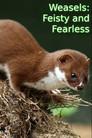 Weasels: Feisty and Fearless