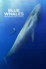Blue Whales: Return of the Giants