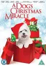 El milagro de Navidad de mi perro