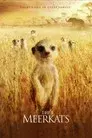 The Meerkats