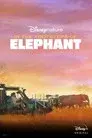 Tras los pasos del elefante