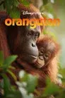 Orangutan