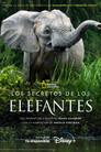 Los secretos de los elefantes