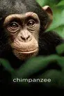 Chimpancés