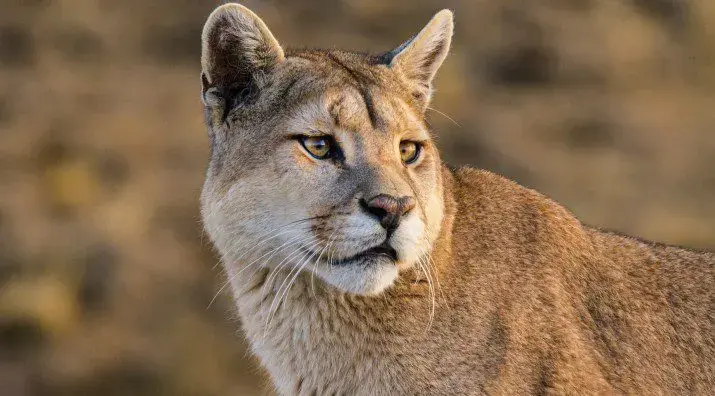 Crítica de 'Argentina Salvaje', la primera película nacional de naturaleza para el cine